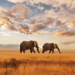 Partir en voyage de noces au KENYA