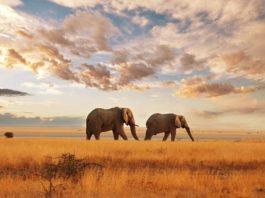 Partir en voyage de noces au KENYA